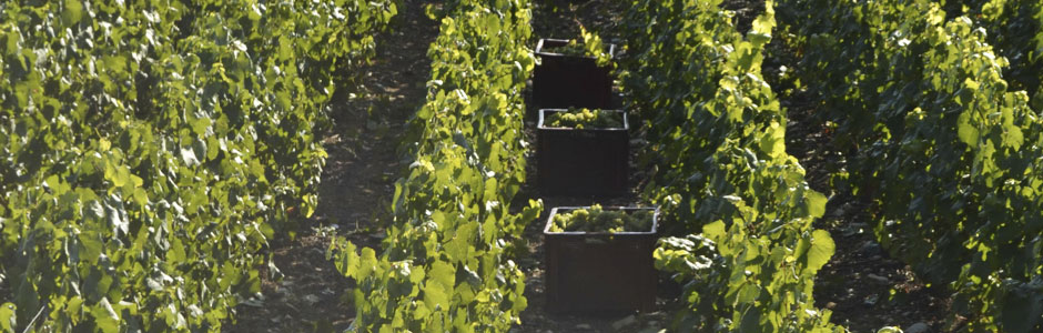 Galeria do Vinho 5